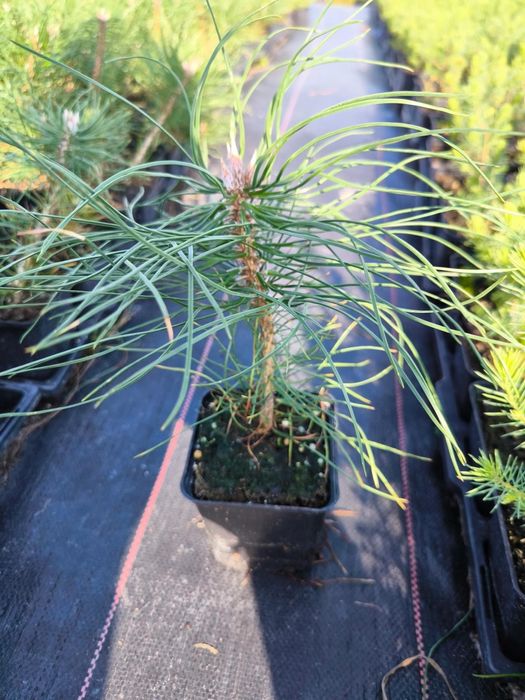 Sosna czarna p9 wysyłka