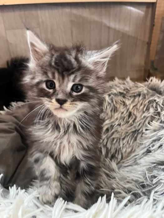 Kotka Maine Coon ns shaded