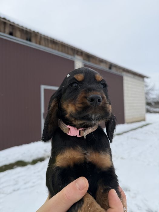Cocker Spaniel Angielski