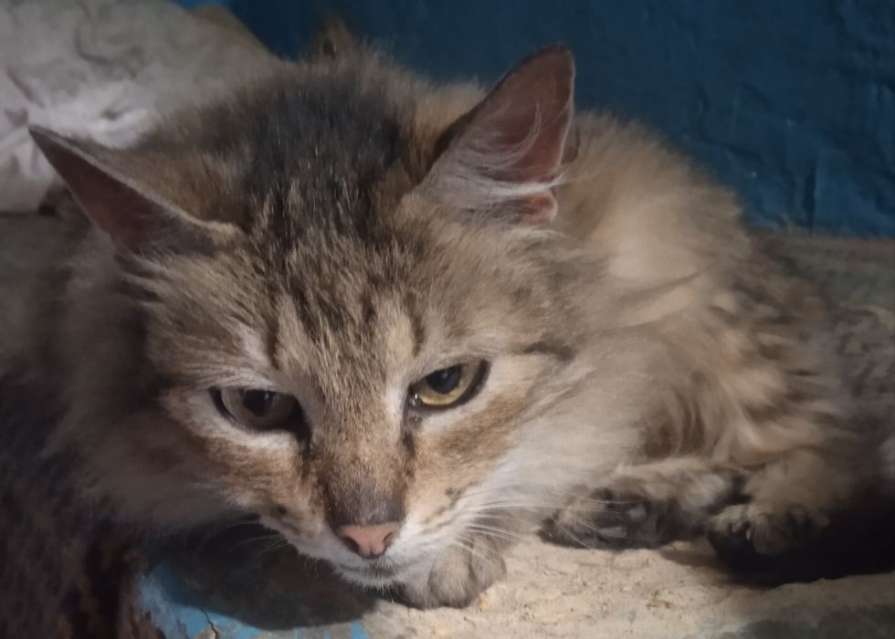 Мои любимые котики