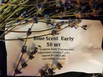 Семена лаванда Blue Scent Early голландские