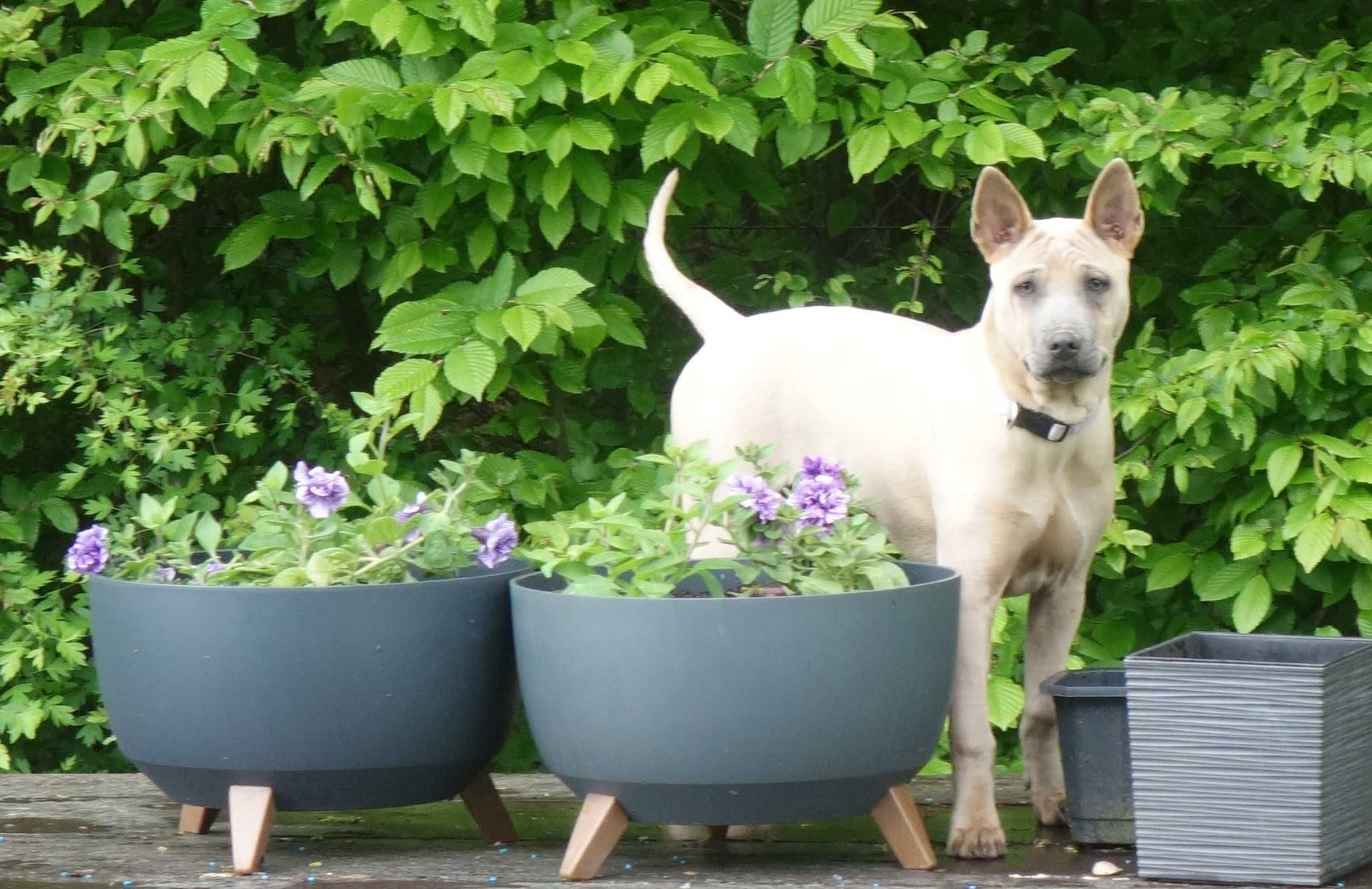 Thai Ridgeback Dog szczenię