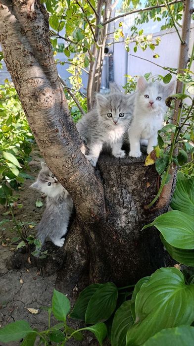 Кошенята шотландські метиси в добрі руки