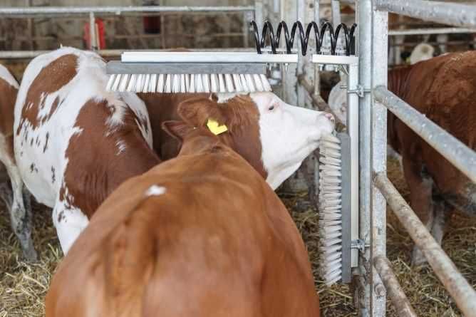 Czochradło dla bydła Texas Czochradło dla krów - 2 głowice