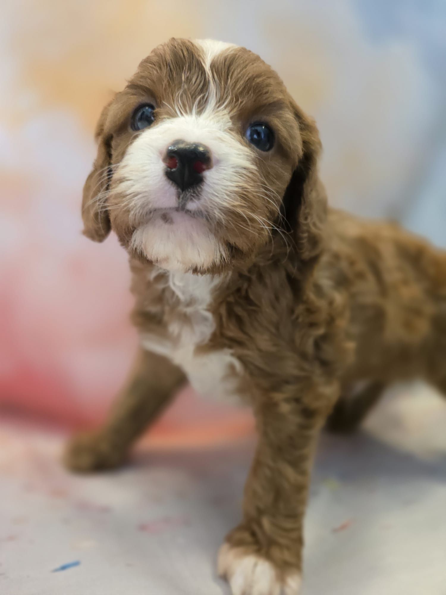 Cavapoo śliczny szczeniak