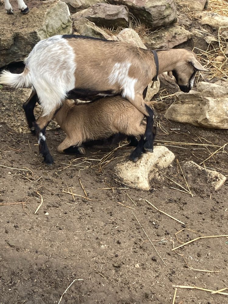 Boas tenho para mudar de corral