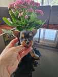 Yorkshire Terrier XXXXS Księżniczka!!!