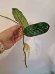 Hoya Welsh Mountain Zoo hoja ukorzeniona