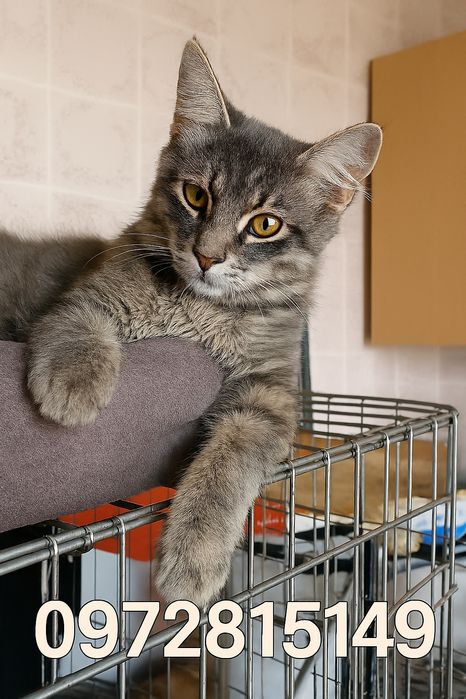 Кошеня хлопчик в добрі руки