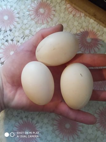 Яйця качині інкубаційні