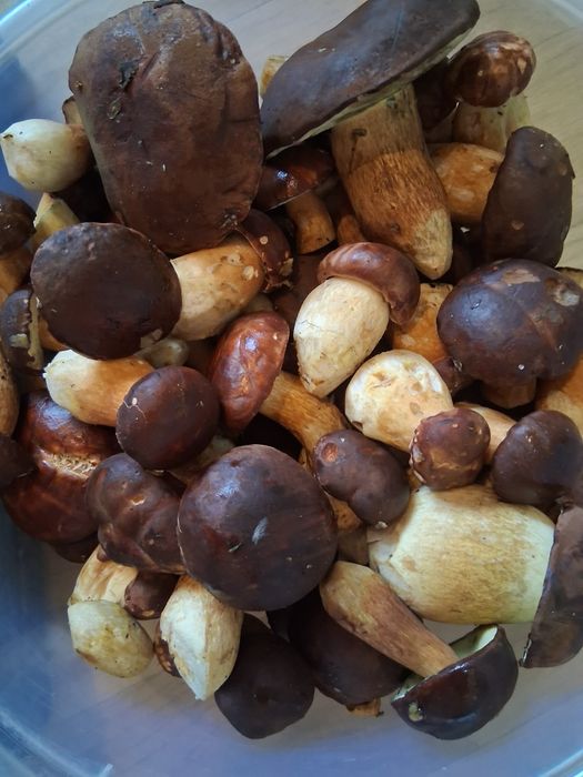 Podgrzybki świeże do suszenia