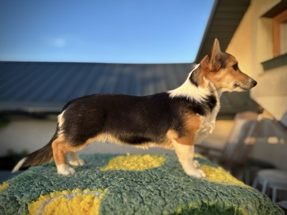 Welsh corgi pembroke suczka NA KOLANKA szczenię szczeniak sunia