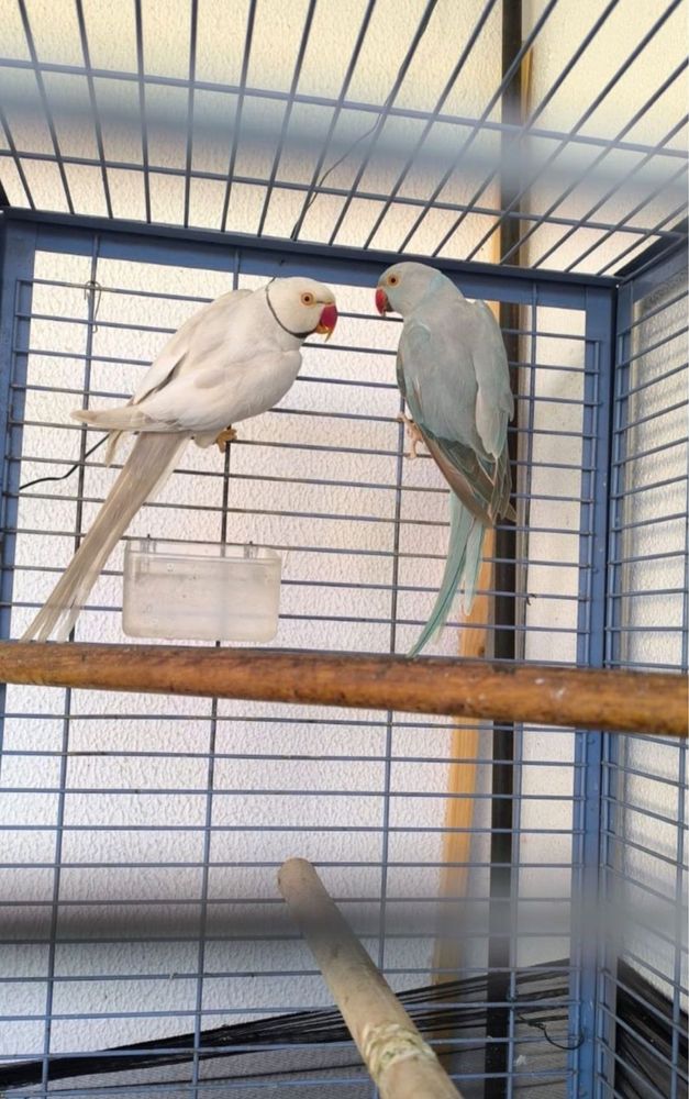 Casais de Ring Neck reprodutores