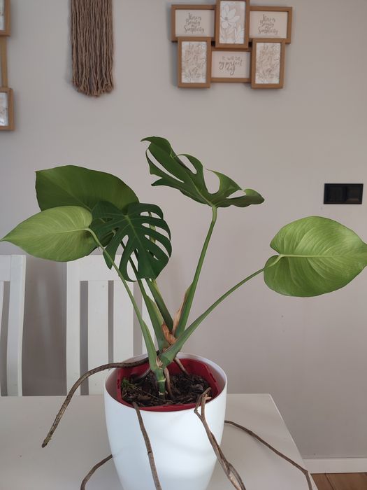 Monstera filodendron