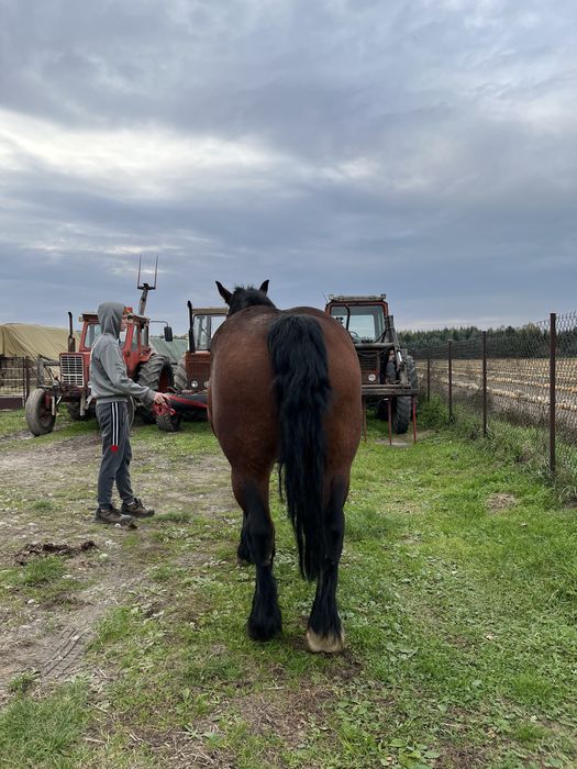 Sprzedam klacz Arden Polski
