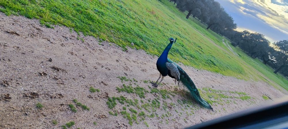 Pavão macho adulto