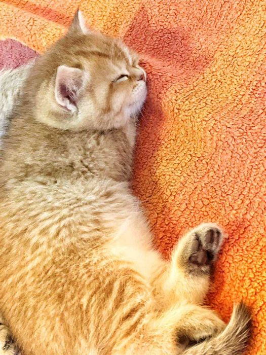 Золотой шотландец