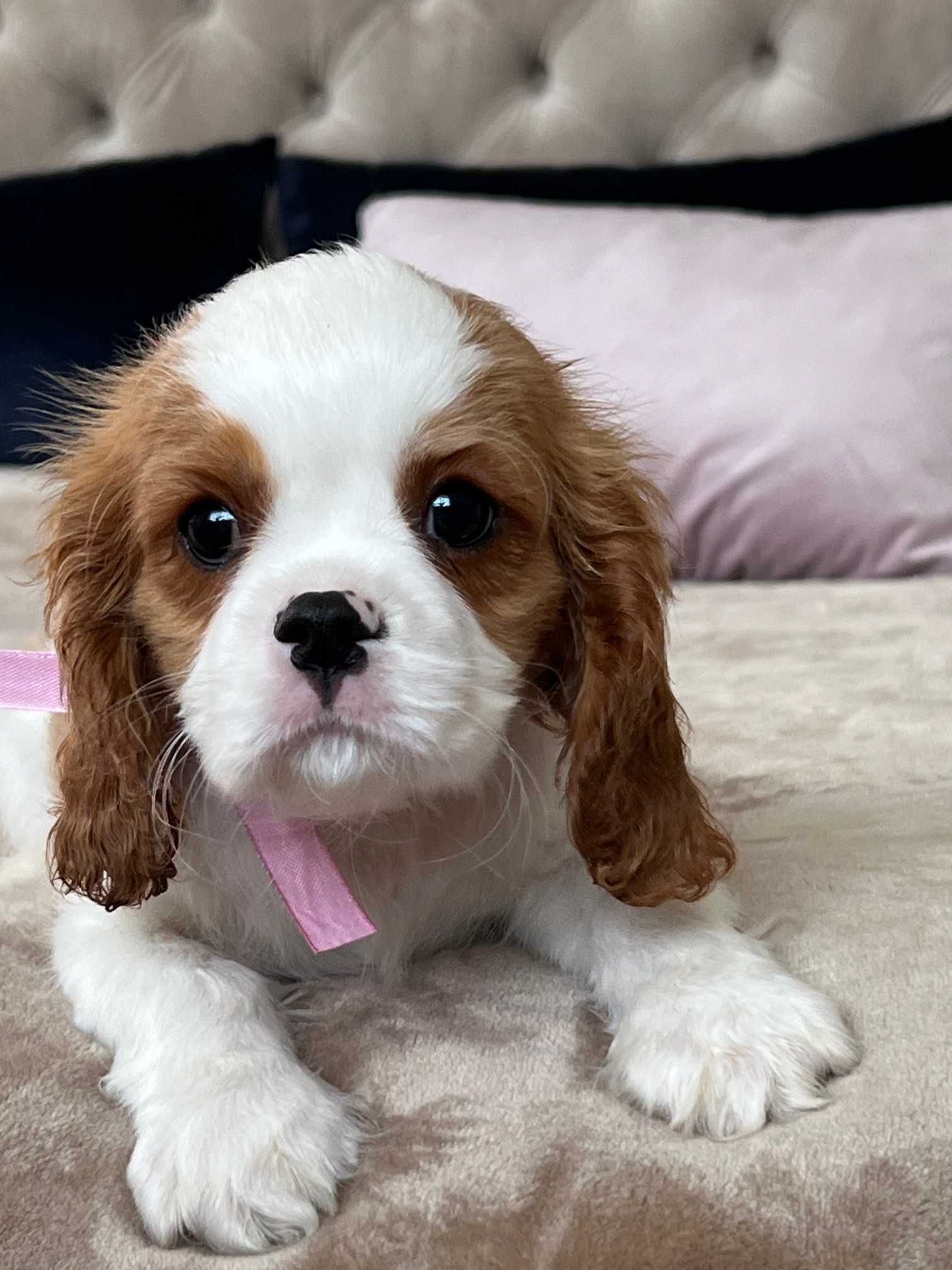 Cavalier King Charles Spaniel