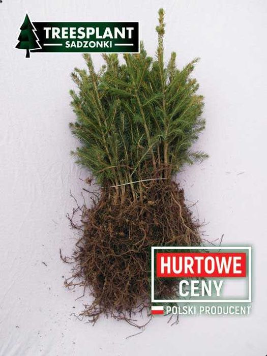 OLSZTYN Świerk Pospolity 30cm 2/1- jodła kaukaska srebrny PL produkcja