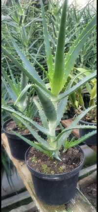 Aloes leczniczy w doniczkach