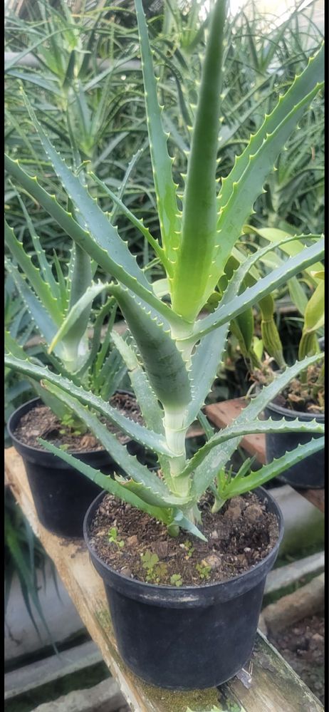 Aloes leczniczy w doniczkach