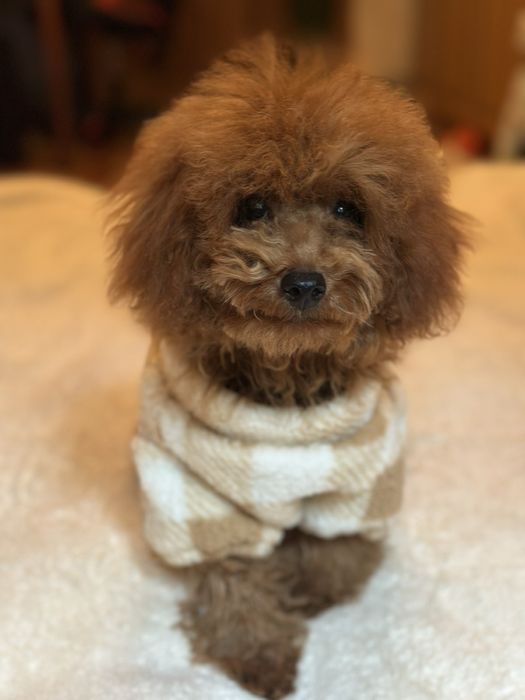 Щенки той пудель red brawn, toy poodle teucap