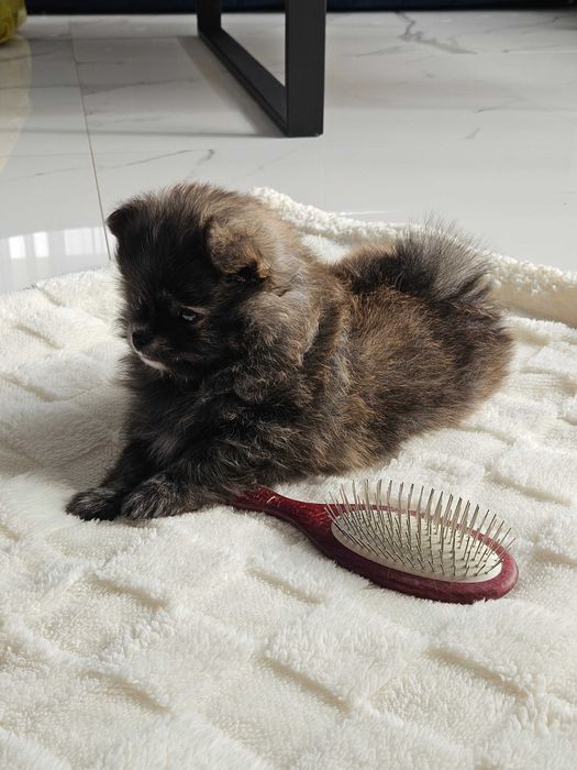 Szpic minaiturowy - pomeranian - czarny/orange