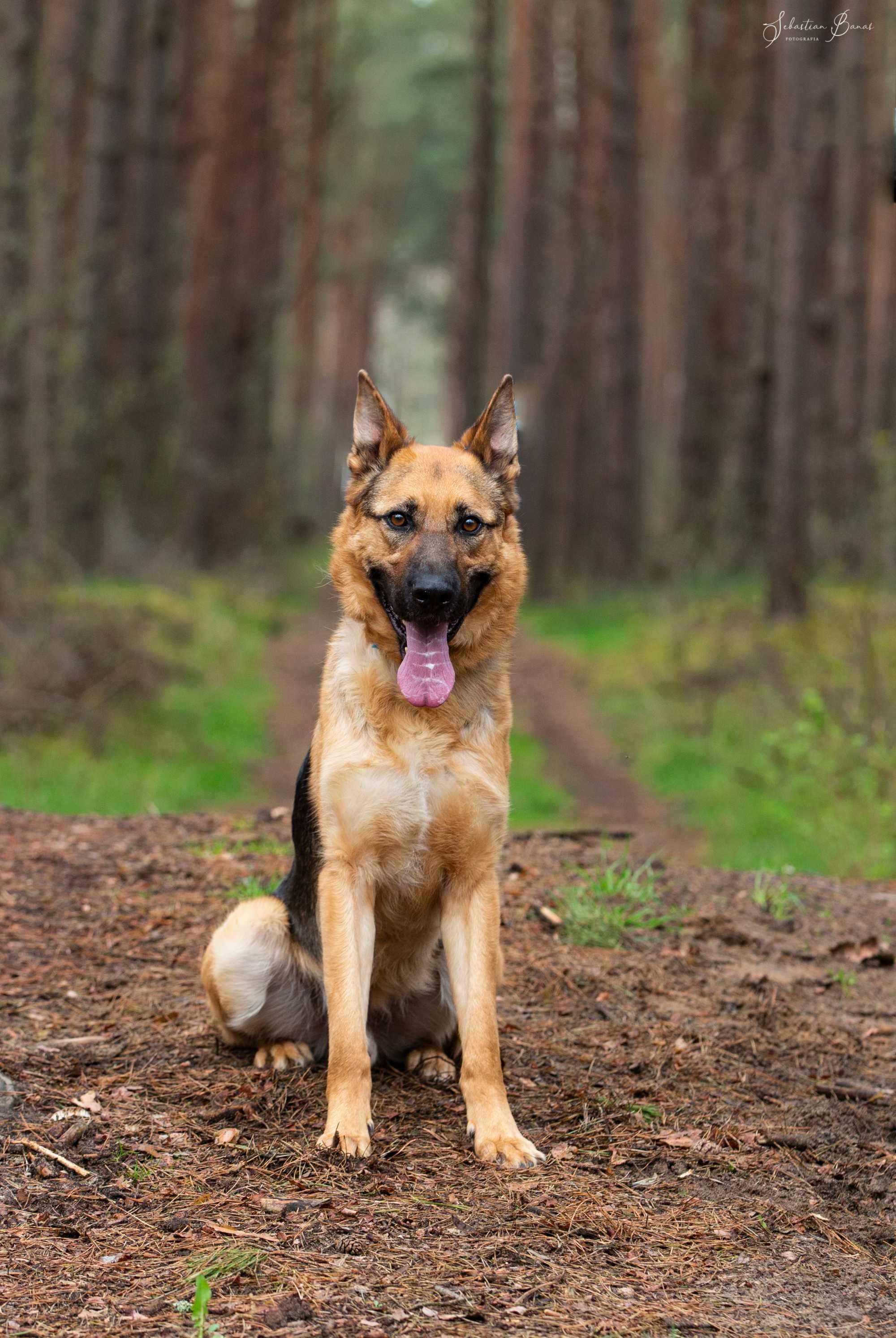 Bari w typie owczarka niemieckiego do adopcji