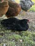 Młody kogut Australorp