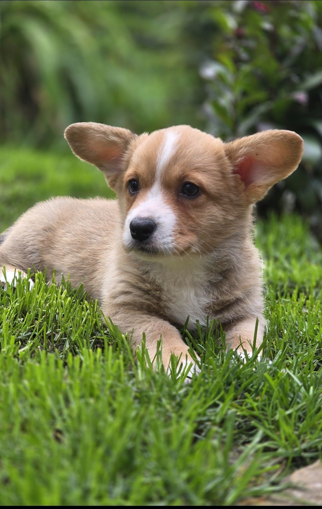 Welsh Corgi Cardigan **Sunia**Do Rezerwacji