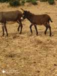Vende se Burro  y