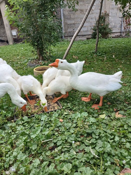 Para gęsi,białe garbonose.