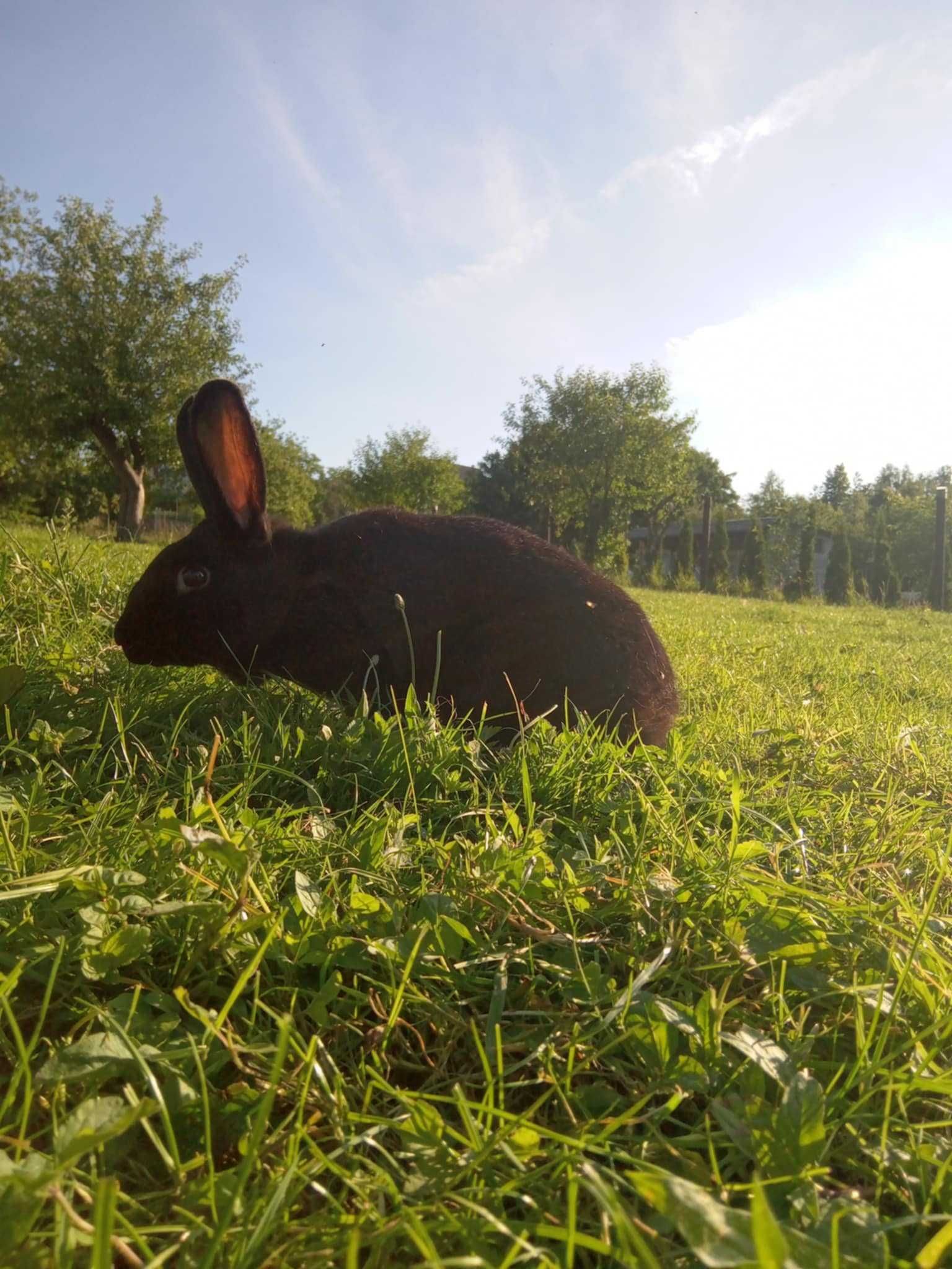 Sprzedam króliki