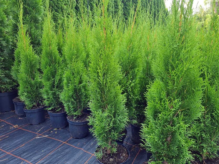 Tuja Szmaragd Szmaragdowa Tuje Szmaragdy 90CM Wys hodowane w doniczce