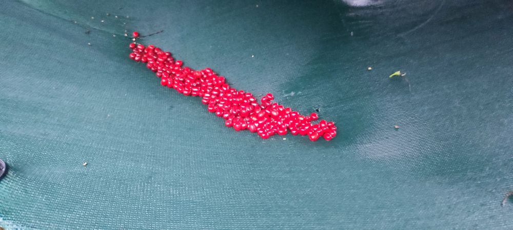 Owoce derenia, świeży dereń.