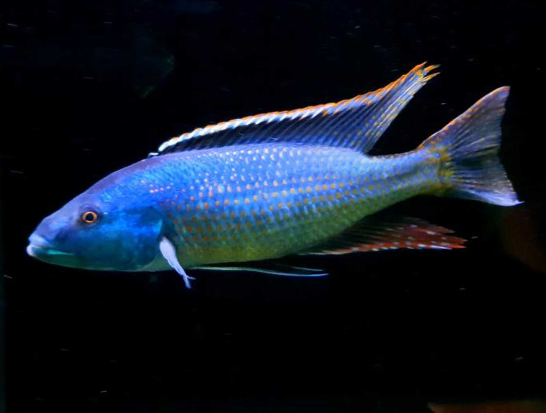 Champsochromis spilorhynchus - dowozimy do klienta, wysyłamy