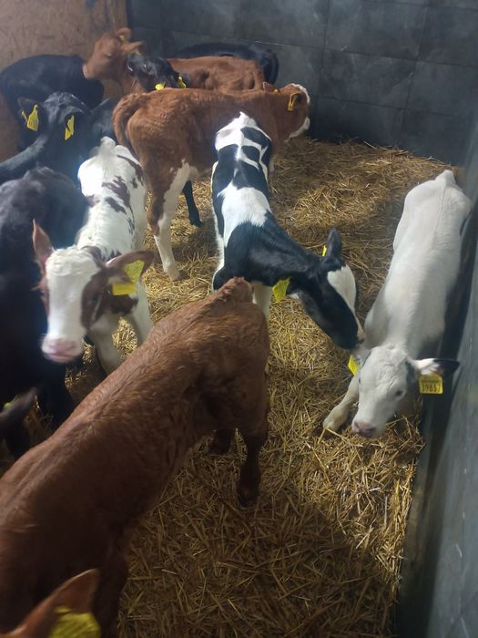 cielaki jalowki i byczki