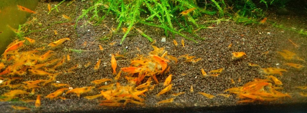 Krewetki Neocaridina Orange ZAMIANA GRATIS PROMOCJA