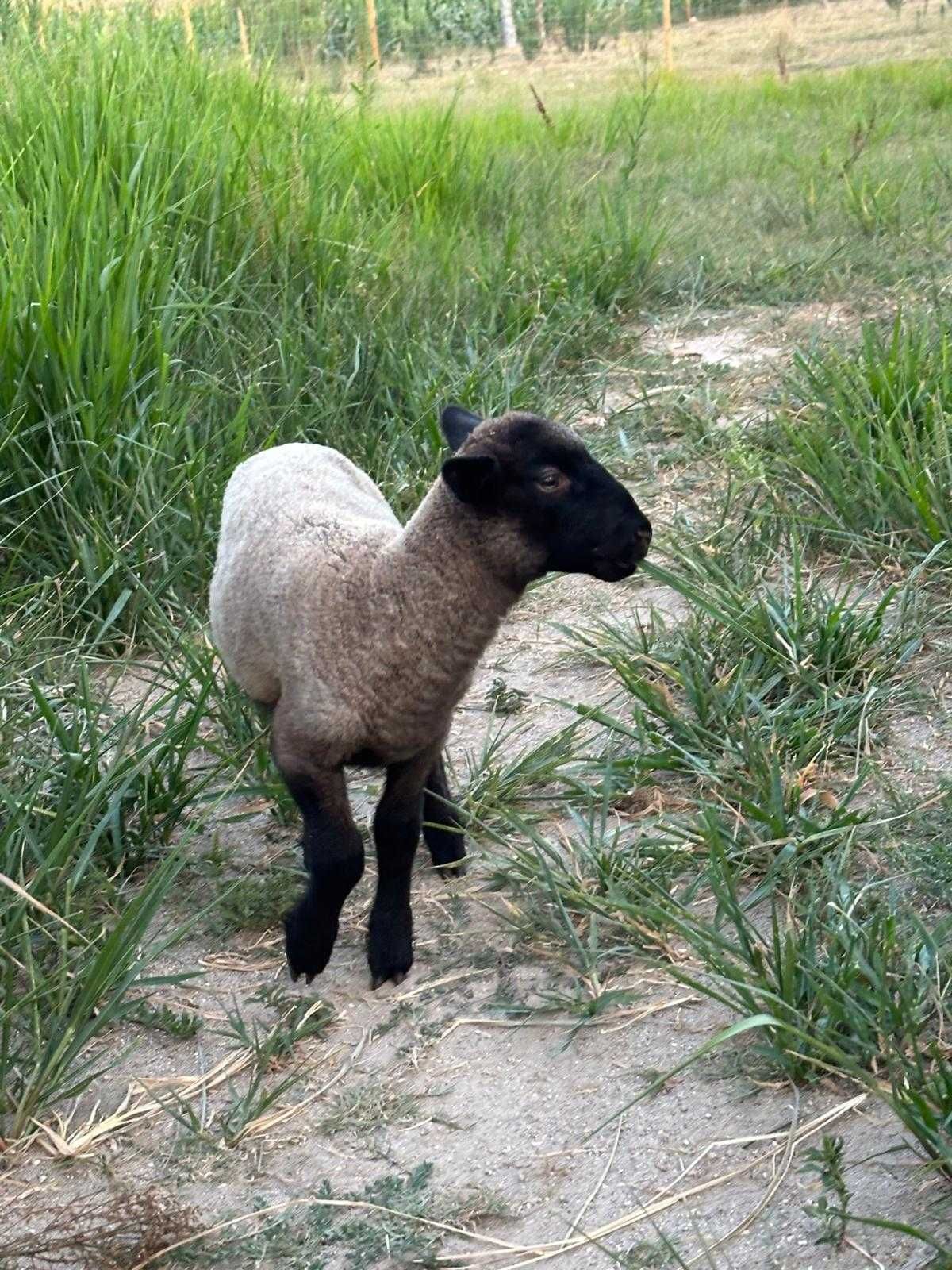 Ovelha suffolk para venda