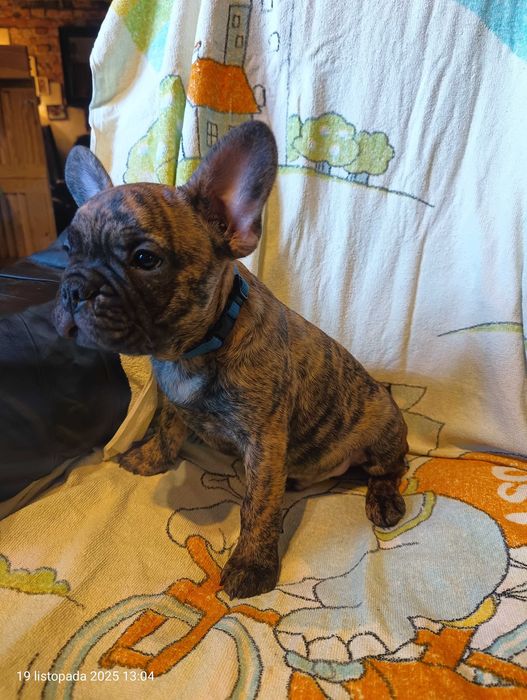 Buldog francuski, Piesek, Gotowy do odbioru, OMAR