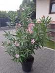 Kwiat doniczkowy -  oleander