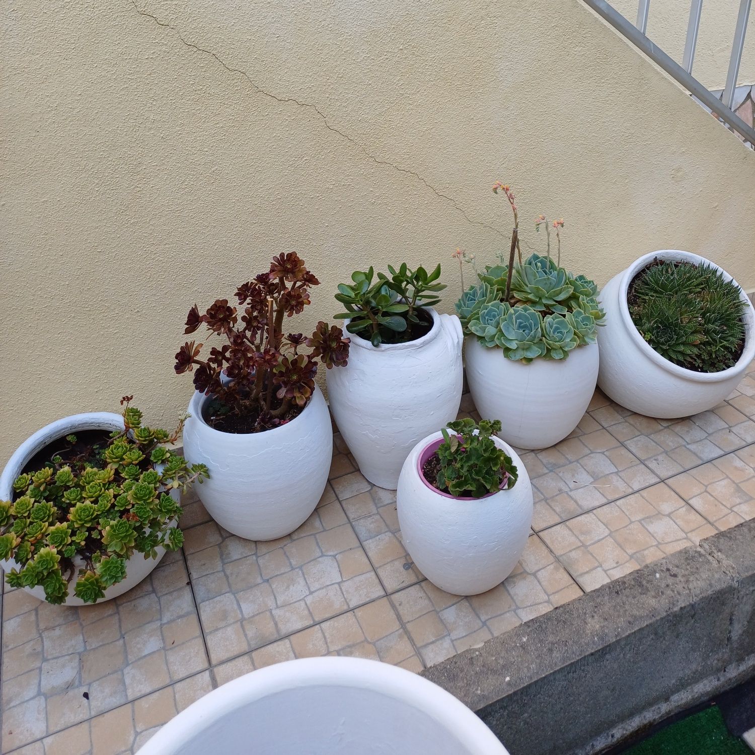 Vasos com plantas