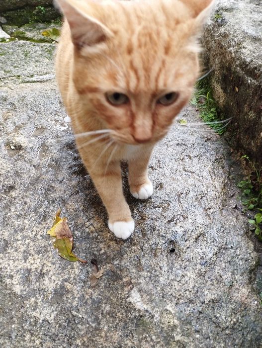Gato jovem meigo e bonito