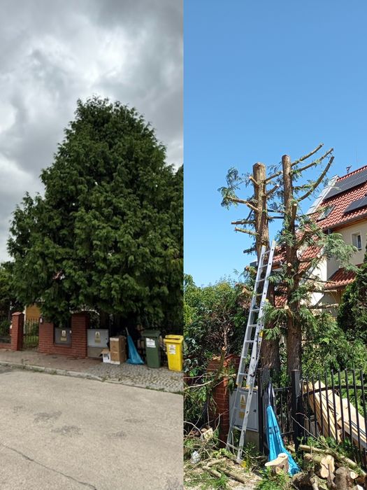 Usługi ogrodnicze|Wycinka , przycinanie drzew i krzewów|Niskie ceny