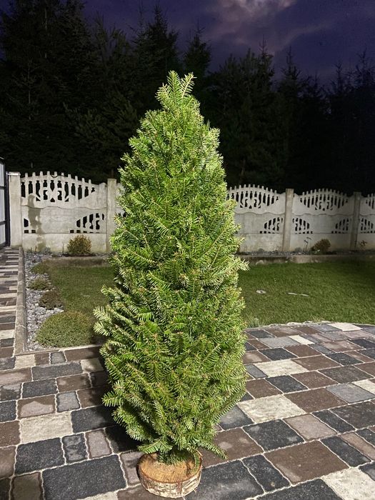 Ялинка плетена , ялинка з живих гілок, жива ялинка, сосна, ялинка