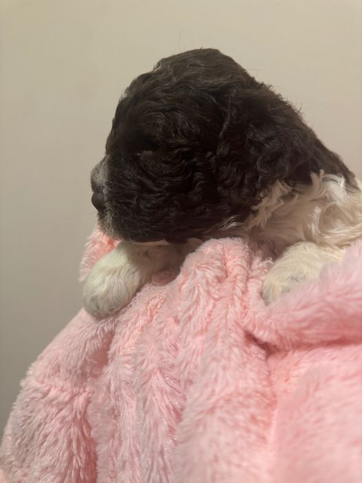 Biało brązowy piesek Lagotto Romagnolo FCI