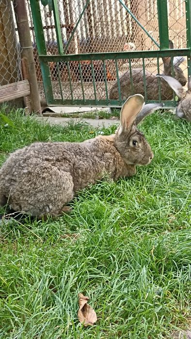 Бельгійці кролі,самички