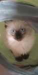 Kocurek rasy Ragdoll