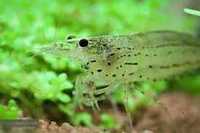 Krewetka Amano - Caridina multidentata / Caridina japonica duże ładne