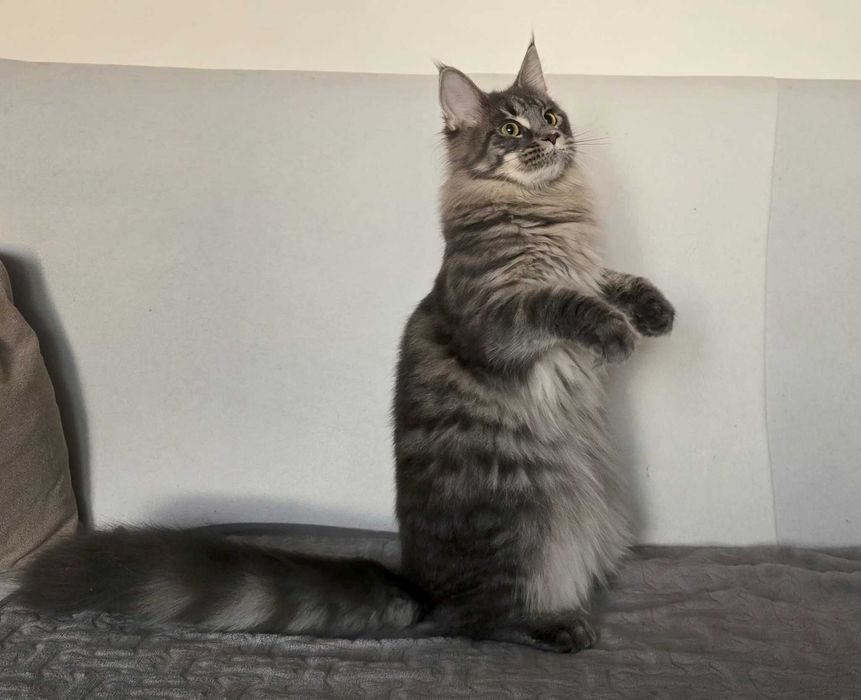 Koteczka Maine Coon Liri